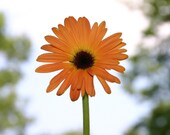 This gerber daisy card just screams HELLO