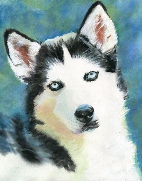 Siberian Husky Dog Art Print of my watercolor painting
