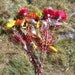Giant Flower Fairy Wands-Gerbera Daisy-Alice's Talking Flowers-Costume-Faeryspell Creations