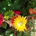 Giant Flower Fairy Wands-Gerbera Daisy-Alice's Talking Flowers-Costume-Faeryspell Creations
