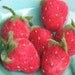 Needle Felted Strawberries - Set of 5