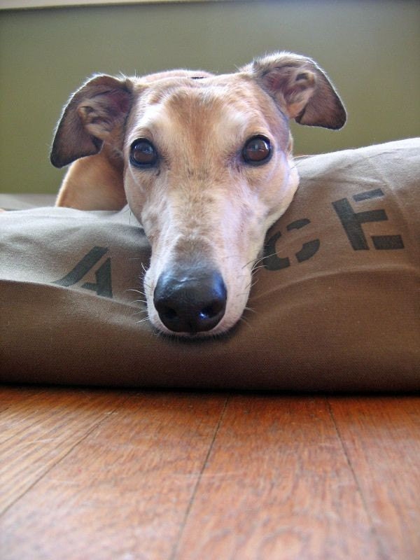 XL 38 x 50 Unique Tough BIG DOG BED Cover Greyhound Size made from Quality Duck Canvas
