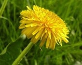 DANDELION Fine Art Flower Photography in yellow and green