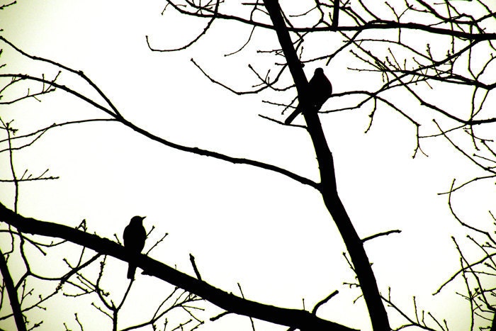 BIRDS IN WINTER Set of Two Elemental Fine Art Prints in 5x5 frames