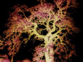 Tree 2 photo - 5x7