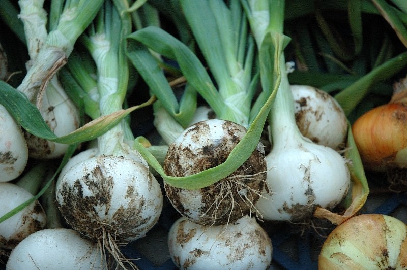 Fresh Onions, Photo Print