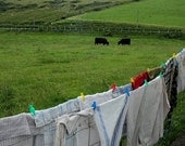 Northern Ireland, 5"x7" photoprint. Featuring cows, a traditional Irish Landscape