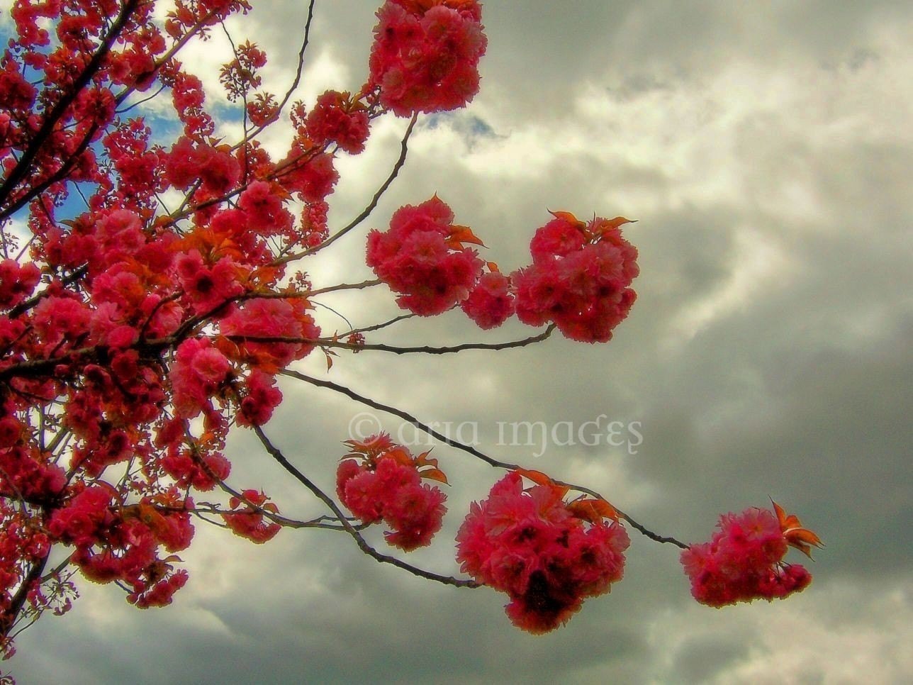 Sakura - Original Signed Fine Art Photography 8x10