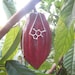 chocolate - theobromine molecule - necklace