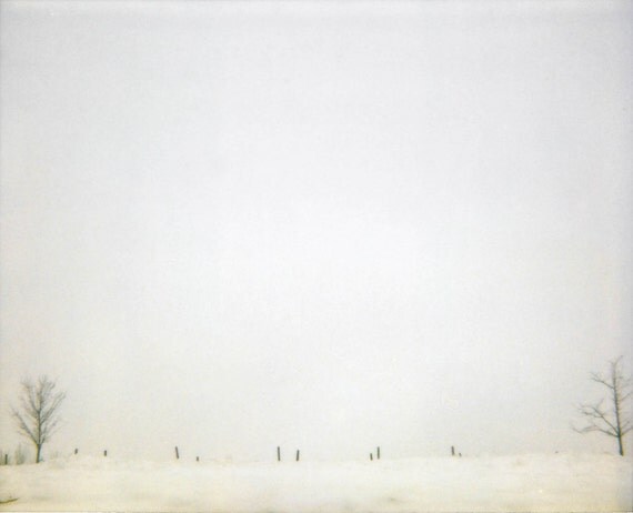 Nature landscape photograph, minimal art polaroid print, White trees