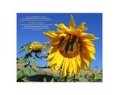 Lombardi Ranch Sunflower (1 Peter 1:23-25), Original Photography Print 8x10