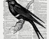 Swallow Bird art, Mixed Media, ORIGINAL Art, Dictionary art,  book page art, Vintage dictionary art print, Print on book page