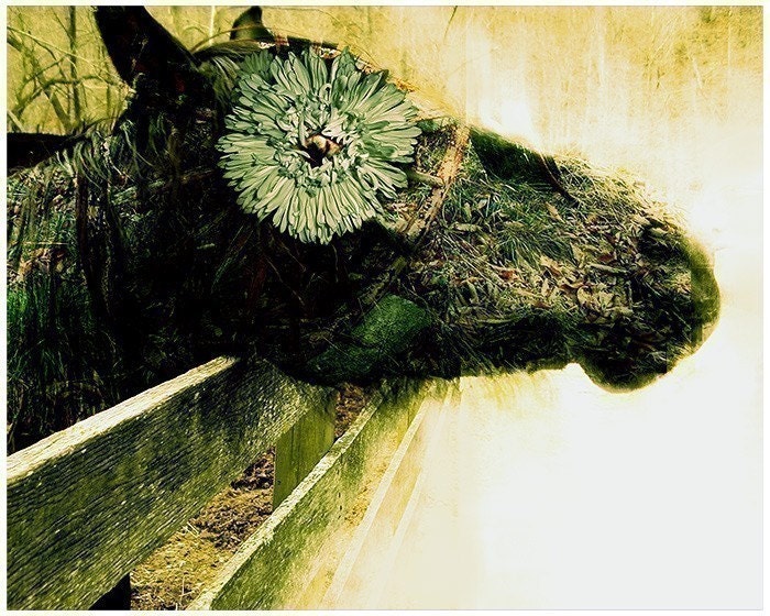 Let Yourself Bloom - 8x10 Surreal Horse Photography Art