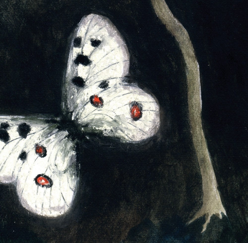 Night Butterflies (print)