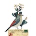 Bird No.21