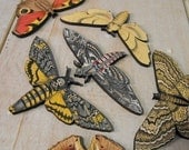 Elusive Moth Collection - A set of 7 different laser cut wood moths