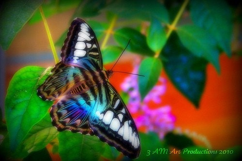 Butterflies in Boston 5 4x6 Prints