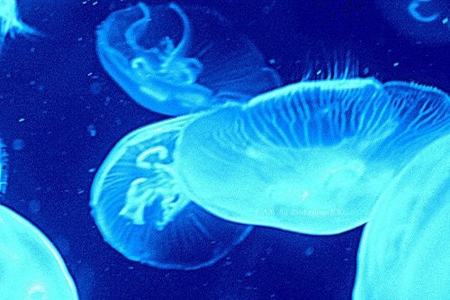 Ocean Jellyfish Blue 8x10 Photography