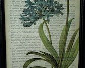 Blue African Lily, Flower, Winterberry Cottage, PRINT ON VINTAGE Book Pages