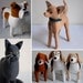 3D Pet Portrait