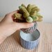 Stuffed Succulent