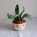 Fabric Aloe Plant