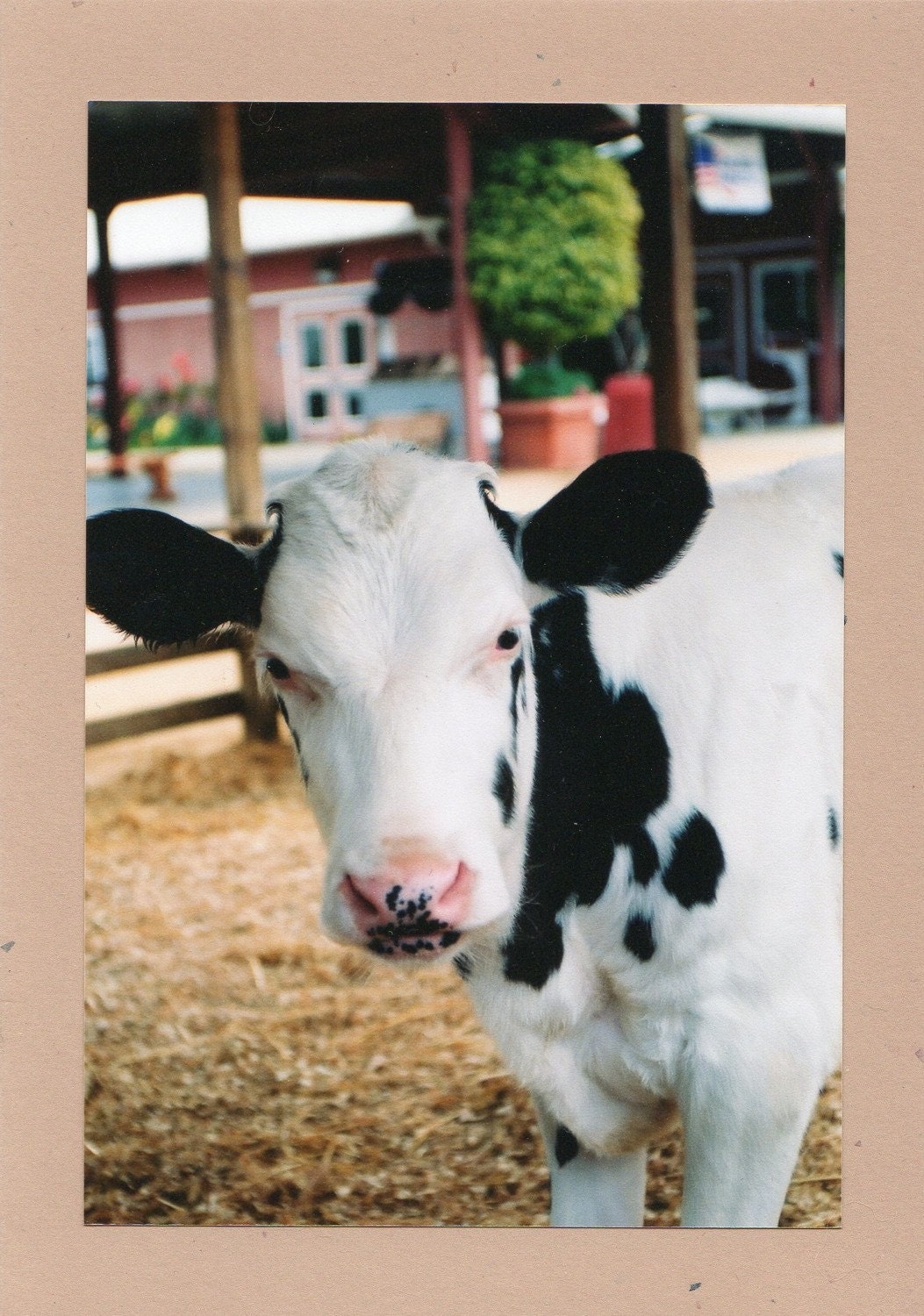 Black and White Spotted Cow Photo Card