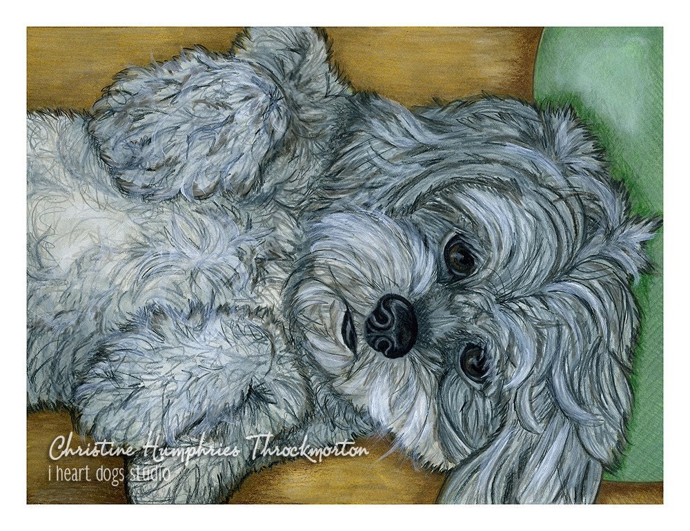 Lhasa Apso (couch) print
