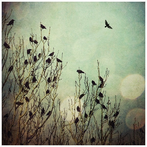 Flight, 5x5 Inch, Bird Print