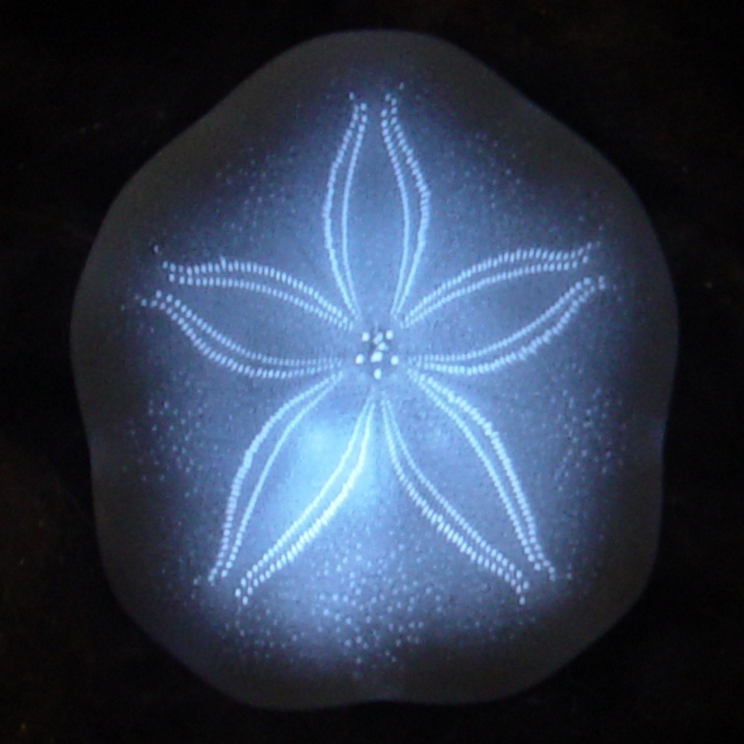 Illuminated Sea Cookie Pin