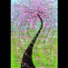 Large Modern pink cherry blossoms tree on green turquoise- by Susanna 24x36 FINE ART PRINT