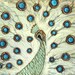 Large Abstract modern white blue peacock contemporary Fine Art 36x24 PRINT