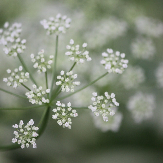 Constellation - 8x8 Nature Photograph - White on Sage Botanical Print - IN STOCK