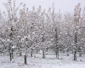 Snow Orchard - 8x10 Nature Photography - Winter Landscape - IN STOCK