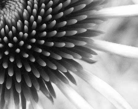 Photography - Touch - 8x10 Abstract Art Photography - Lime Green Coneflower Print - IN STOCK