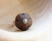 Sea Urchin Ring - Rare Brown Tuxedo Sea Urchin Ring