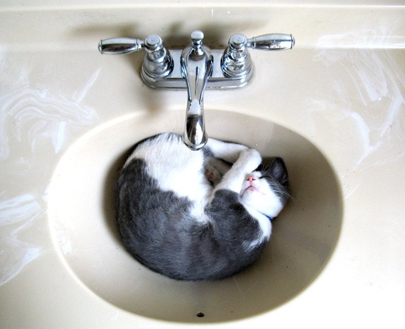 Cat Art - Tuxedo Cat in Sink - Blank Note Cards