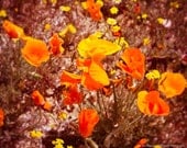 California Poppies - 8 x 10 Fine Art Photograph Print