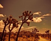 Joshua Tree Scene 05 - 8 x 10 Fine Art Photograph Print