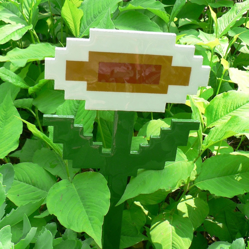 pseuderanthemum incendia (fire flower) outdoorus gigantus