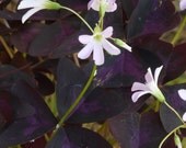 Purple shamrock