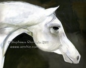 Horse Art Print - 5 X 7 Matted - White Arabian Horse - Black and WHite - Midnight Prancer - Print from Original Art - Oil Painting