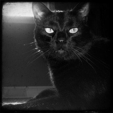 Black Cat (Sabbath) TTV 5x5 Metallic Print