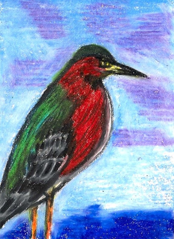 Green Heron - ACEO - Drawing