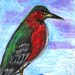 Green Heron - ACEO - Drawing