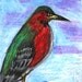 Green Heron - ACEO - Drawing