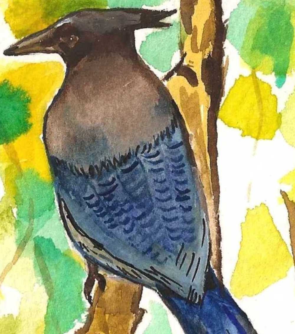 Stellar's Jay - Original Watercolor