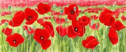 Poppies