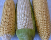 Play Food Series Corn Crochet Pattern PDF
