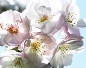 Cherry blossom photograph, flower photography, bathroom wall art, blue white decor, bathroom decor - Softly Sweet